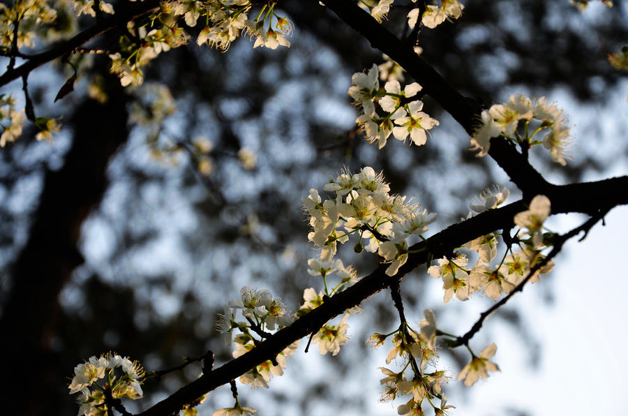 The whisper of Spring