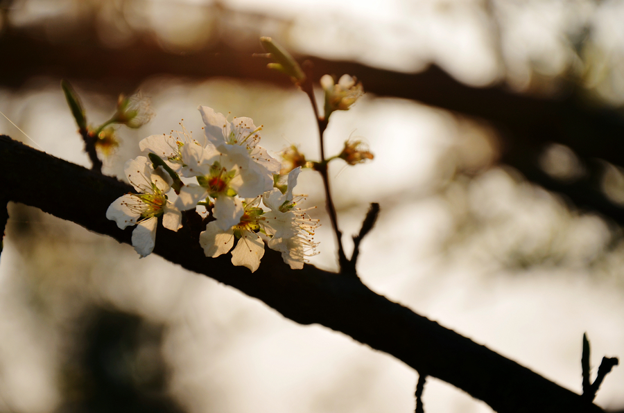 The whisper of Spring