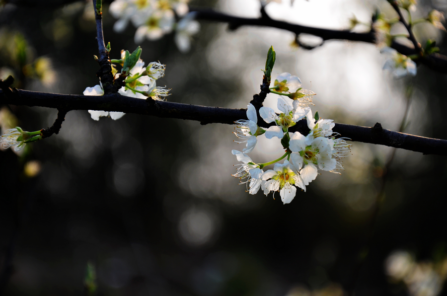 The whisper of Spring