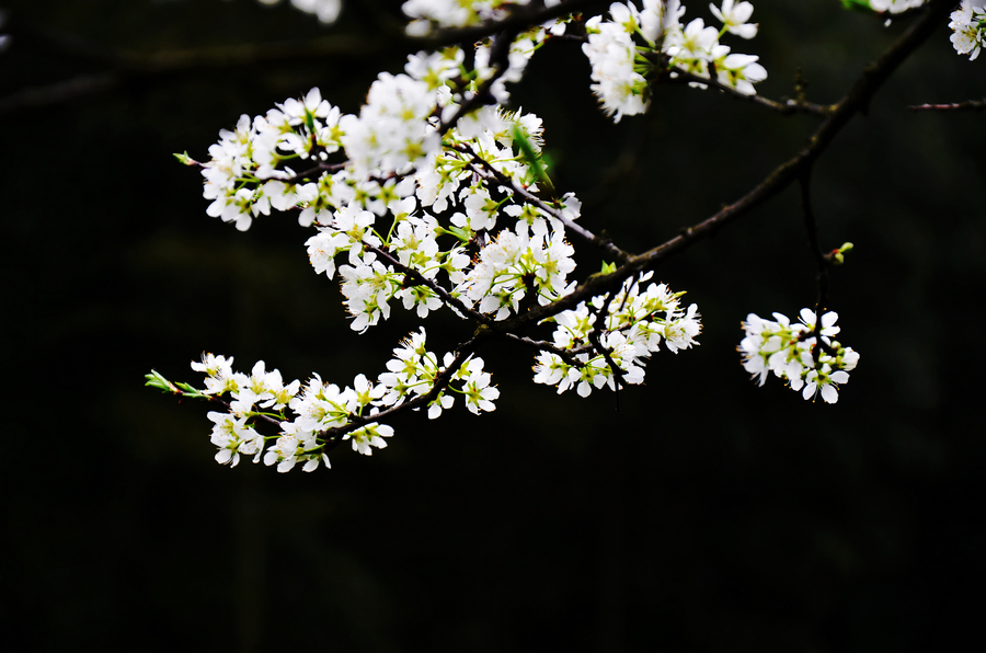 The whisper of Spring