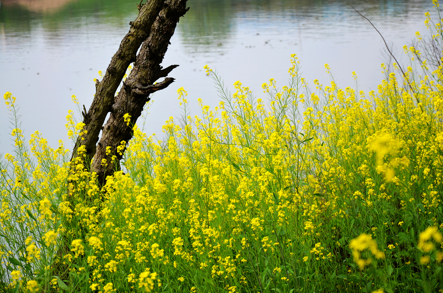 The whisper of Spring