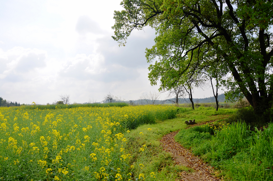 The whisper of Spring