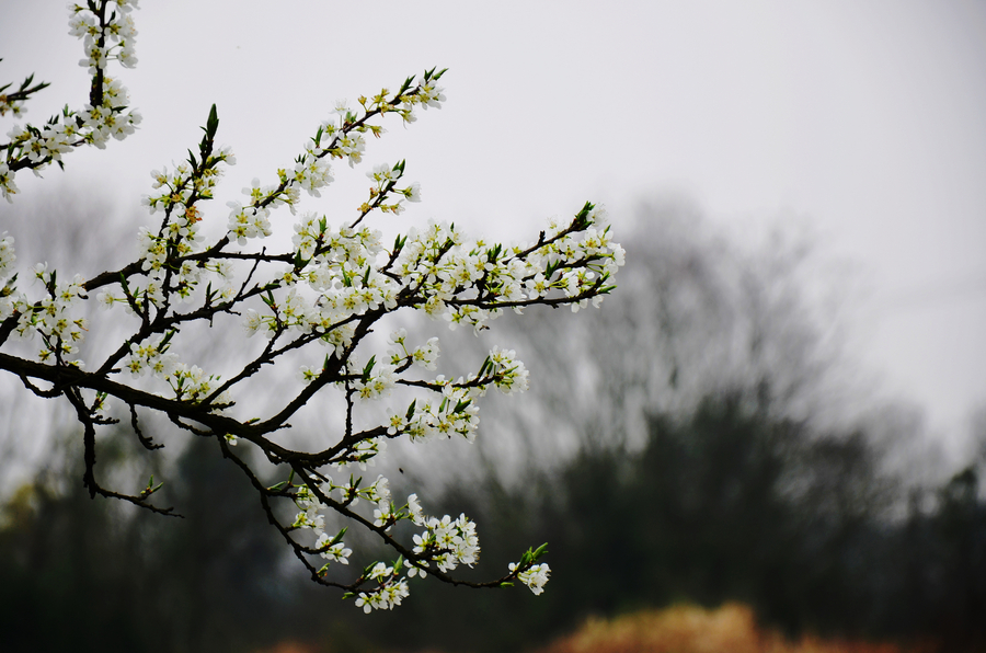 The whisper of Spring