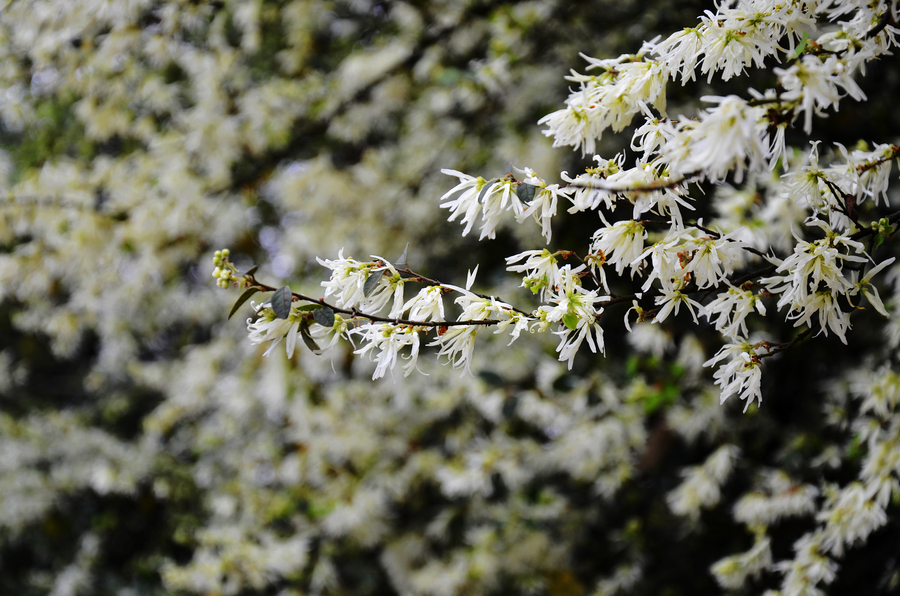 The whisper of Spring