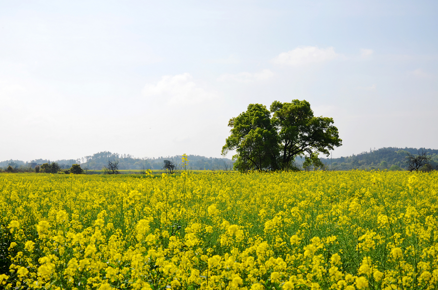 The whisper of Spring