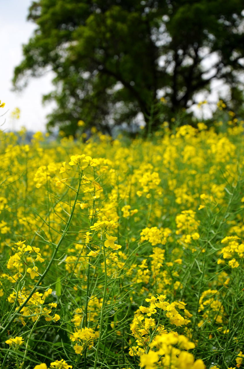 The whisper of Spring