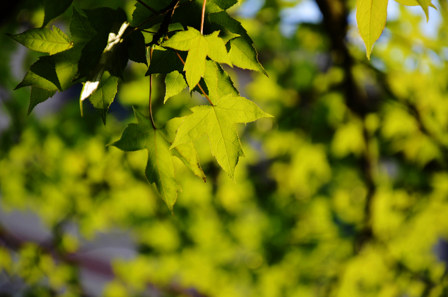 The whisper of Spring