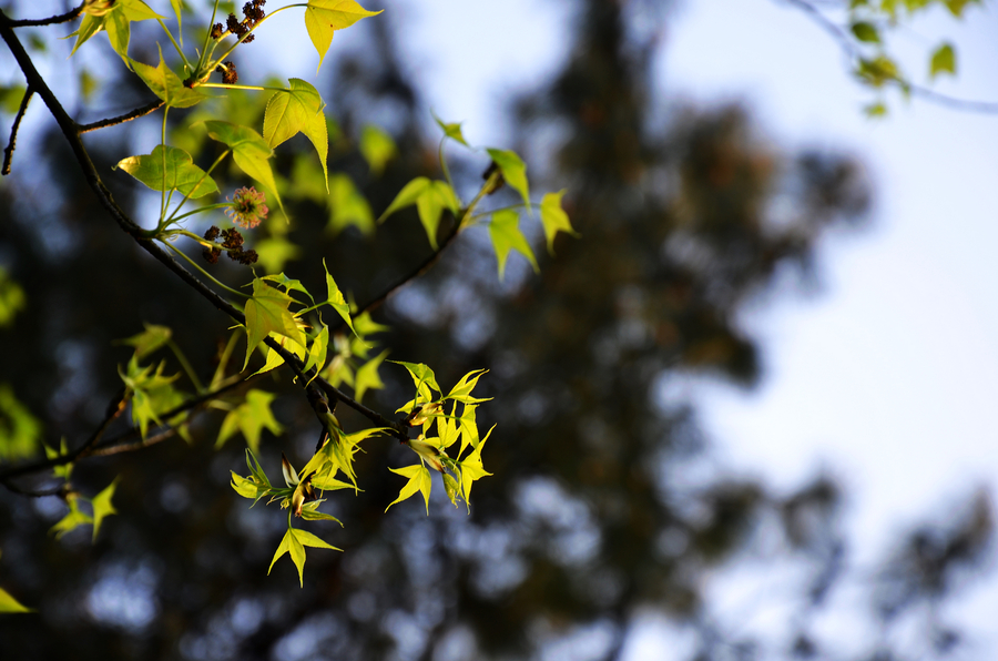 The whisper of Spring