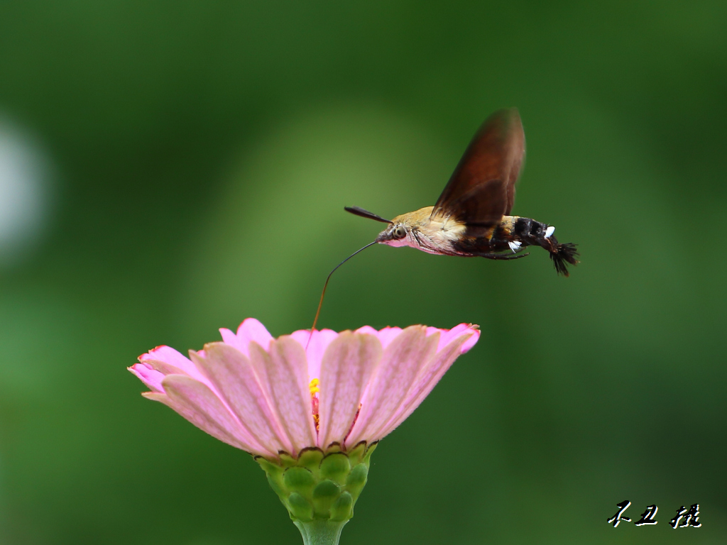 蜂鳥鷹蛾