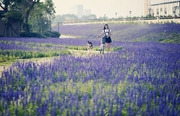 【Purple Summer】