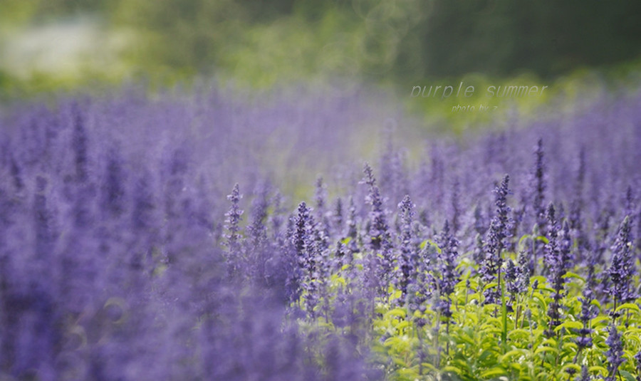 【Purple Summer】