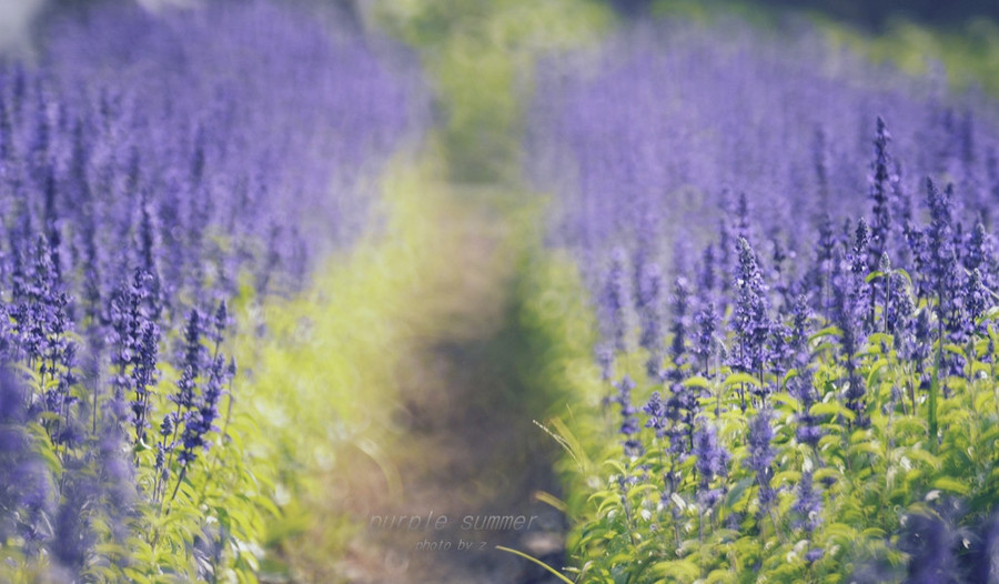 Purple Summer