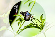 黑绢斑蝶