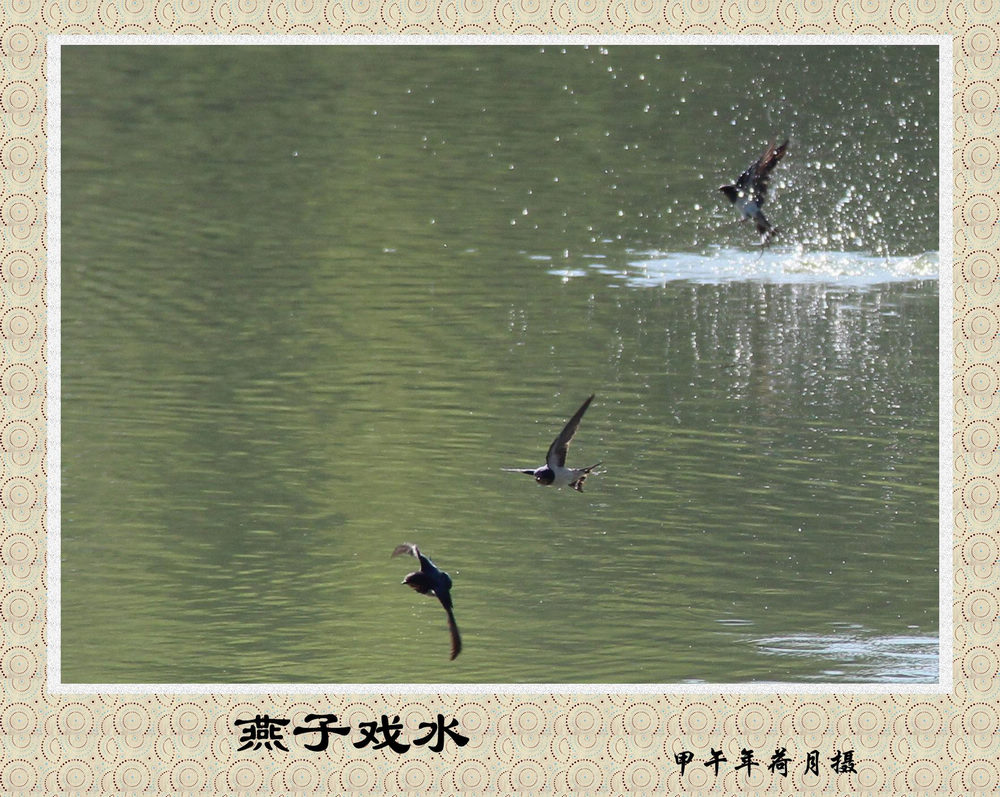 太极拳燕子戏水动作图片