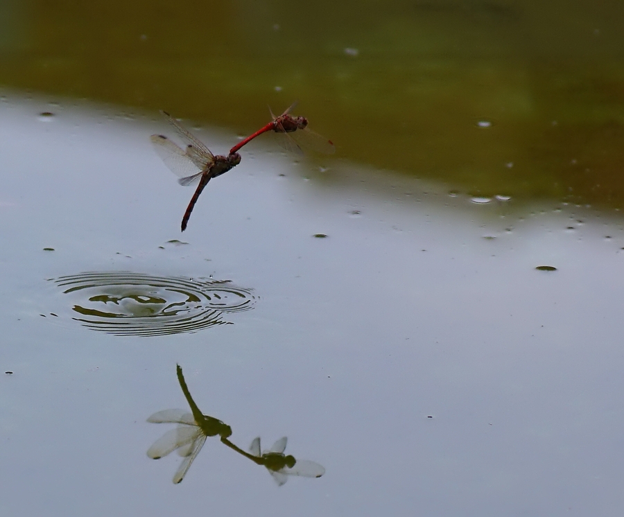 蜻蜓点水的样子图片