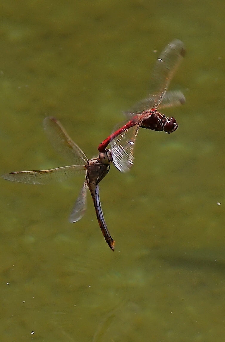 蜻蜓点水的样子图片