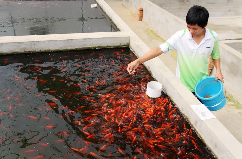 红嘉观赏鱼----“大湖名城 最美肥西”摄影采风花岗行！