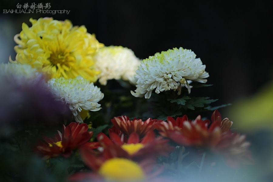 【哈爾濱的菊花攝影圖片】哈爾濱香坊公園生態攝影_太平洋電腦網攝影