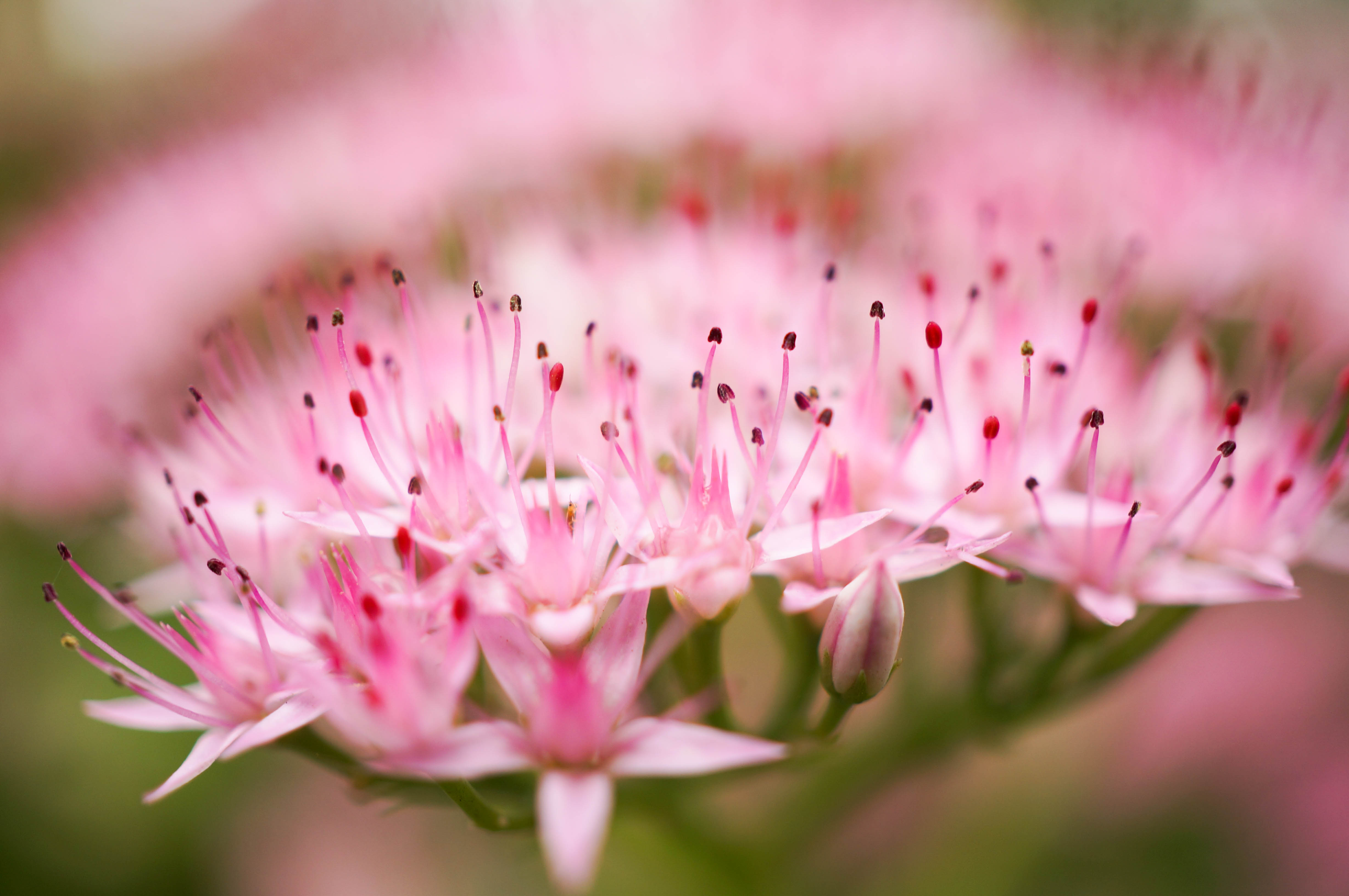 花季(三十二)