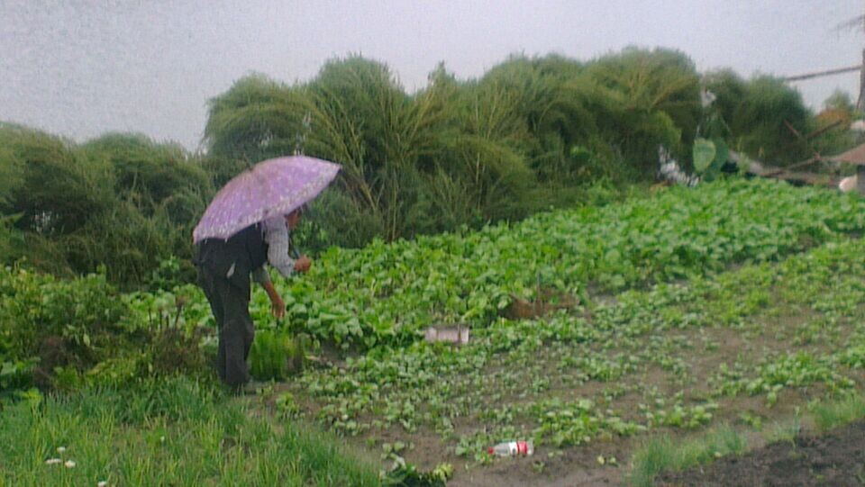 雨中耕作图简介图片