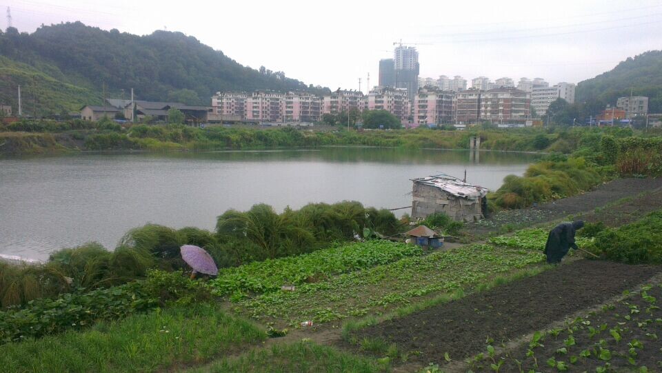 雨中耕作图的作者图片