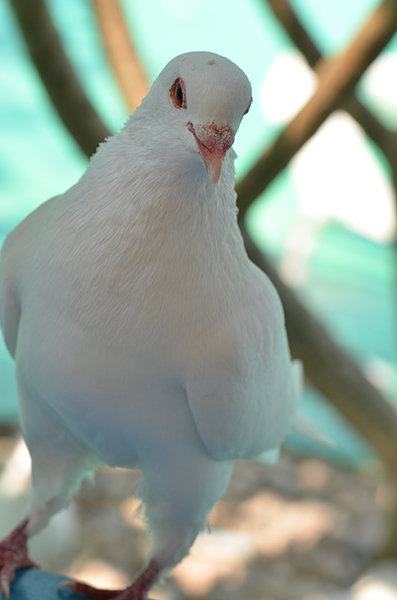 Ե