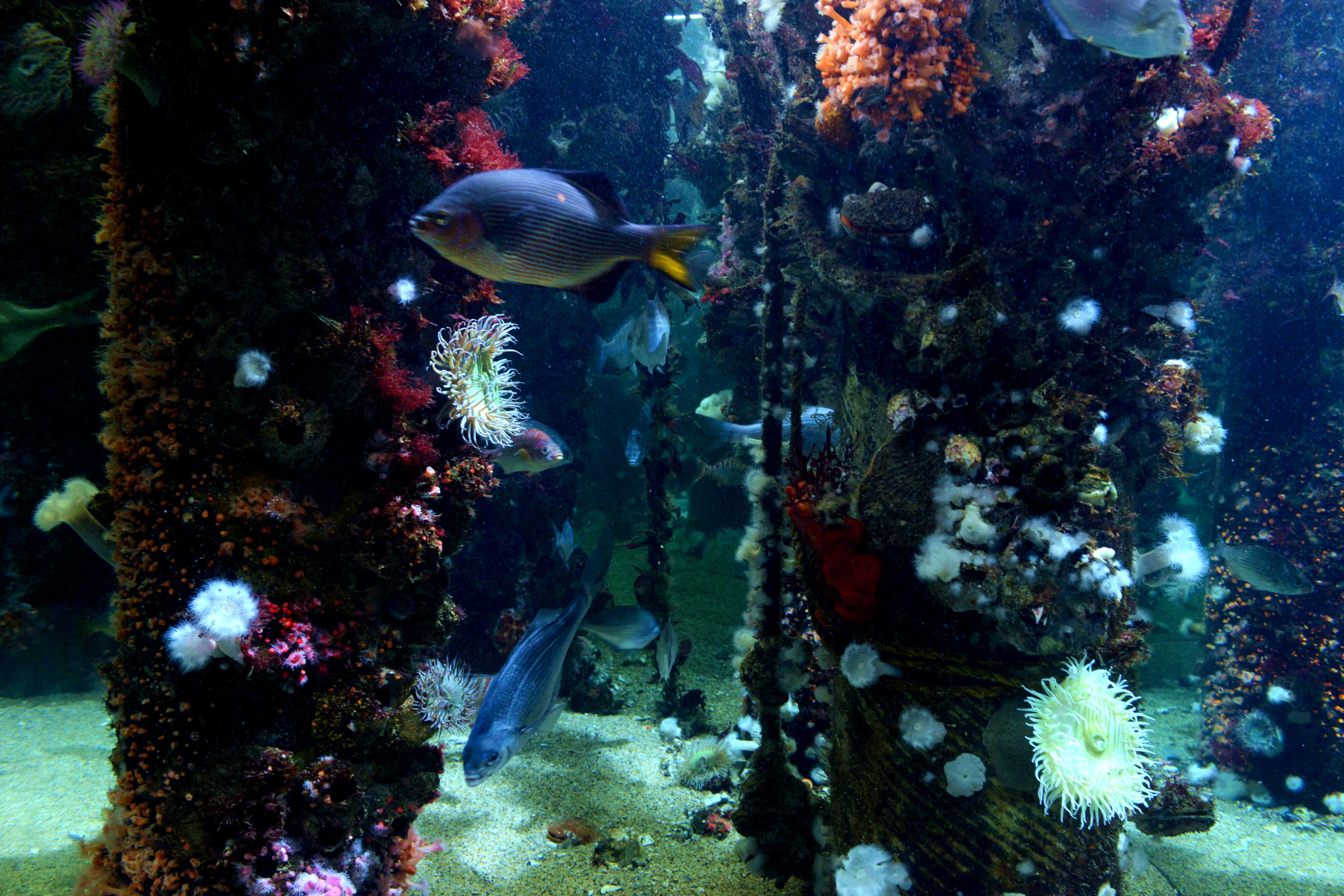 色彩鲜艳的热带鱼和海底生物