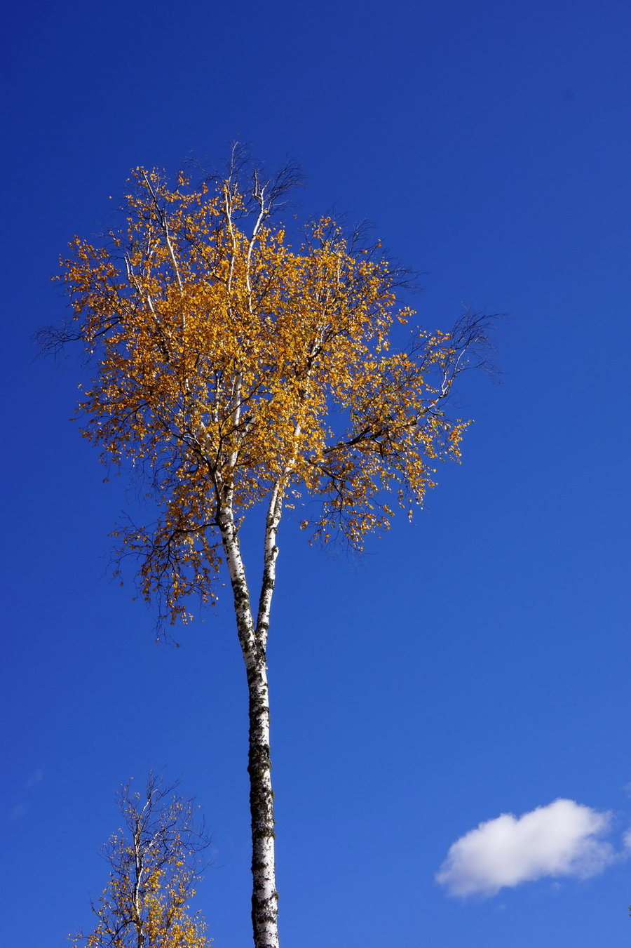 优雅的白桦树亭亭玉立,洁白的树干佩着迎风摇曳的金色叶子,美在眼里醉