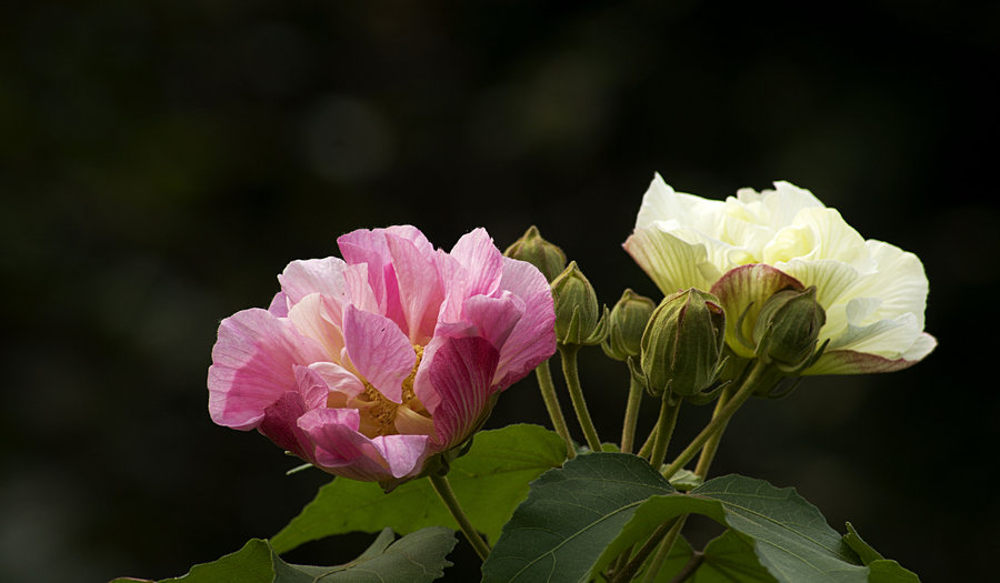 芙蓉花圖片大全大圖(芙蓉花圖片大全大圖唯美圖片)