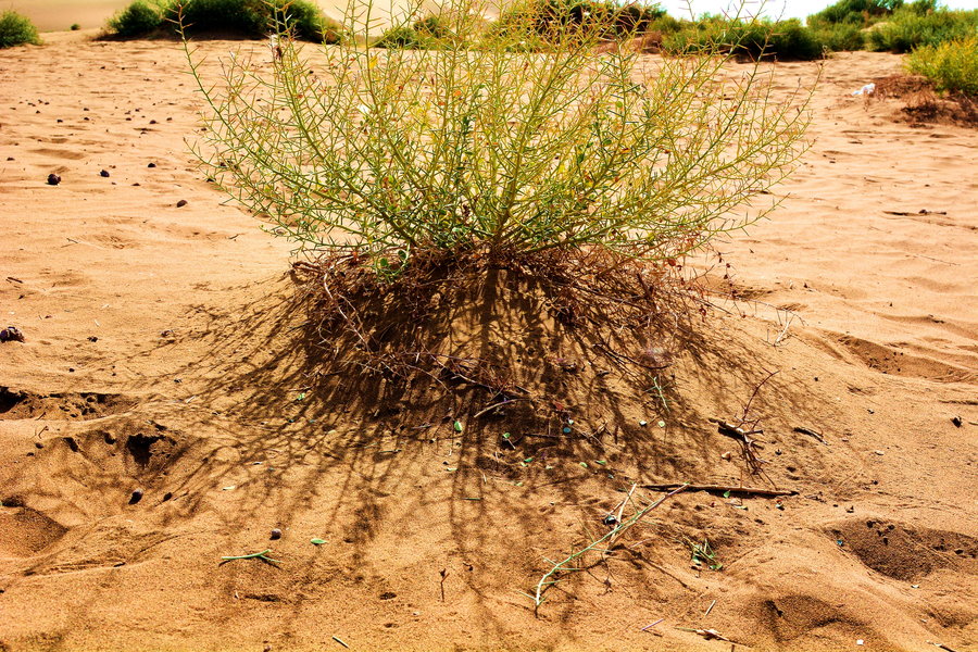 库布齐沙漠植物图片