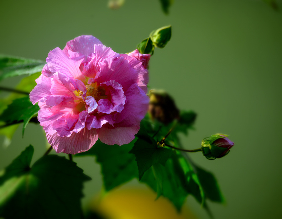 芙蓉花開