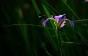 蜂花岁月