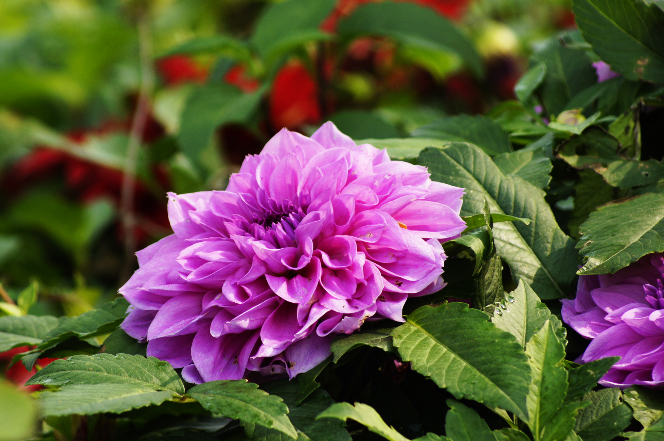 【世园花卉摄影图片】世博园生态摄影_湖光山色_太平洋电脑网摄影部落