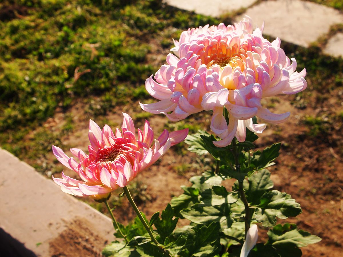 晨拍駐馬店市南海公園膚色菊花