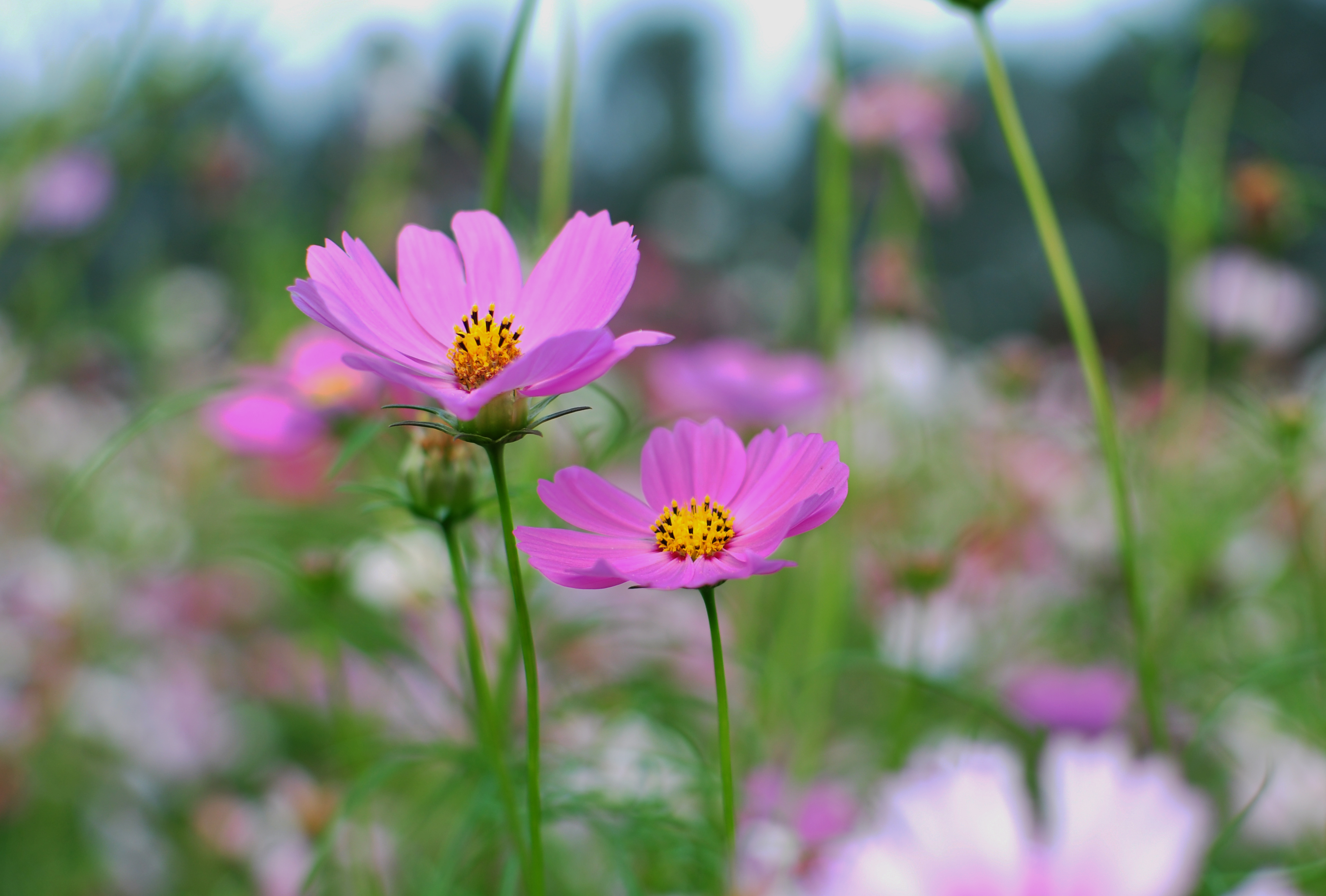 裡水流潮花海