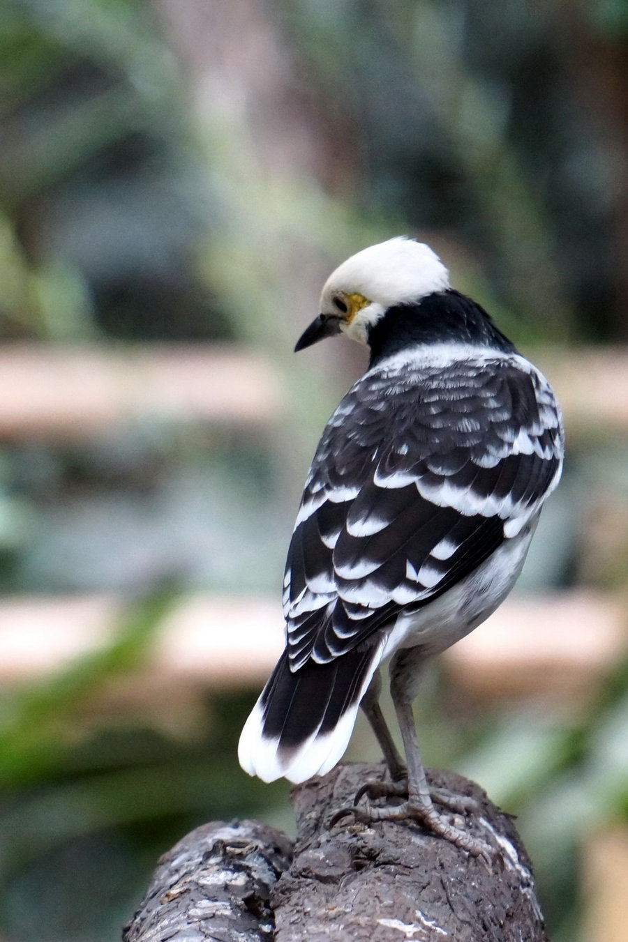 黑领椋鸟图片图片