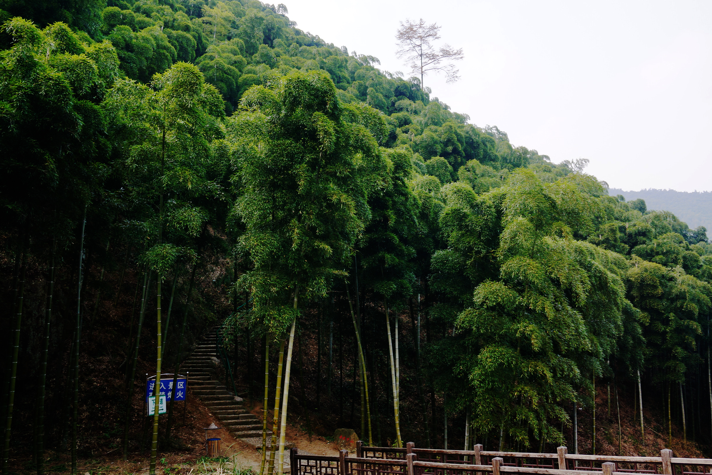 中国大竹海