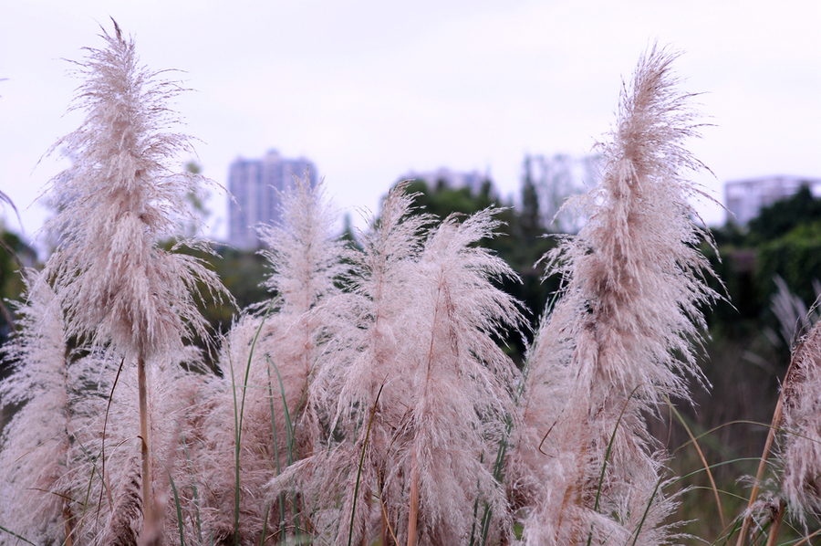 湿地的芭茅花与芦苇花