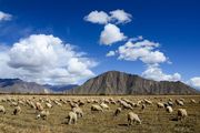 圣地西藏02-遍地牛羊