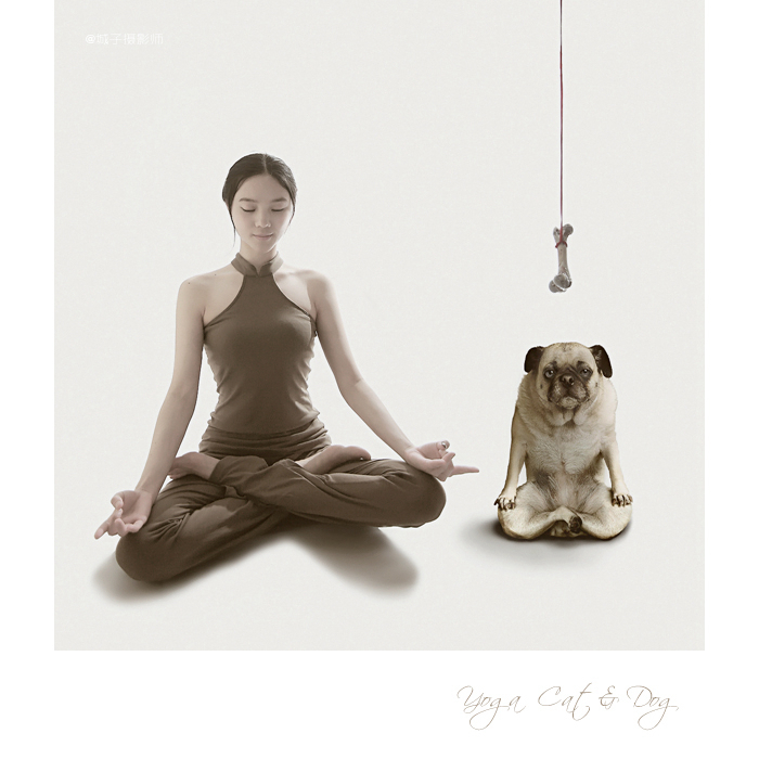 yoga dogs & cats