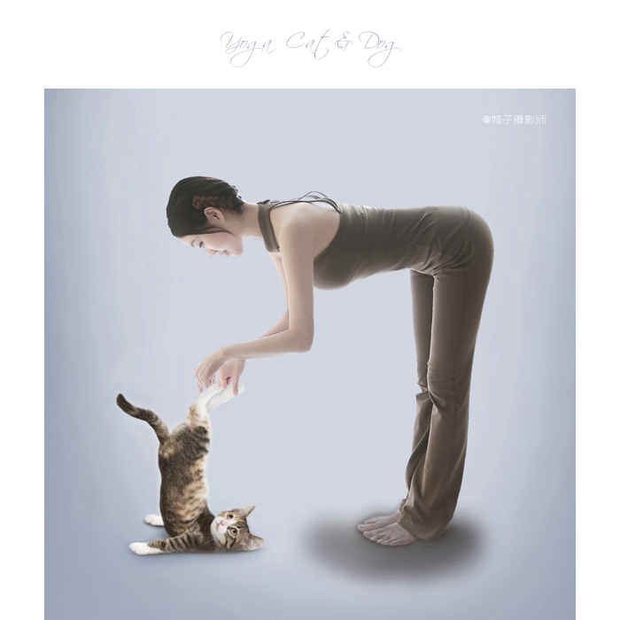 yoga dogs & cats