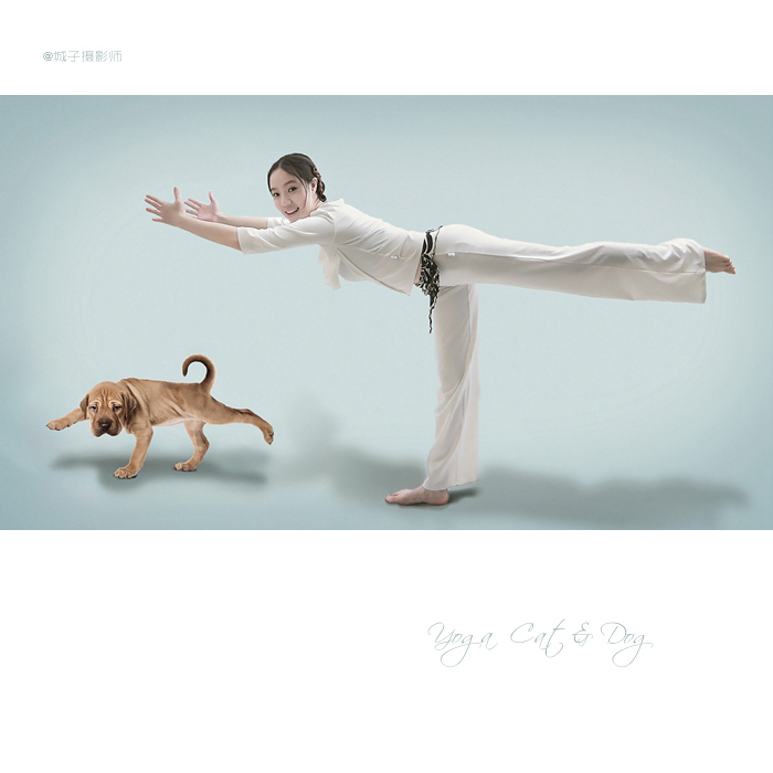 yoga dogs & cats