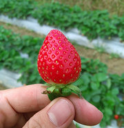 Strawberry  （Photos  by  酷派手机）