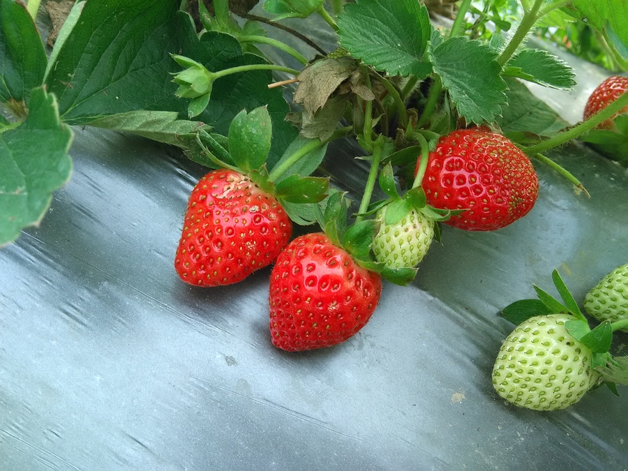 Strawberry  Photos  by  ֻ