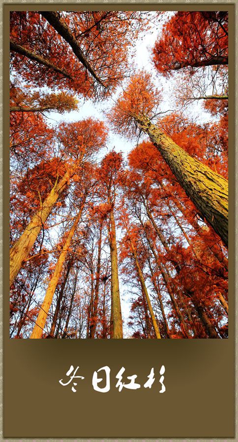 红树杉树图片图片