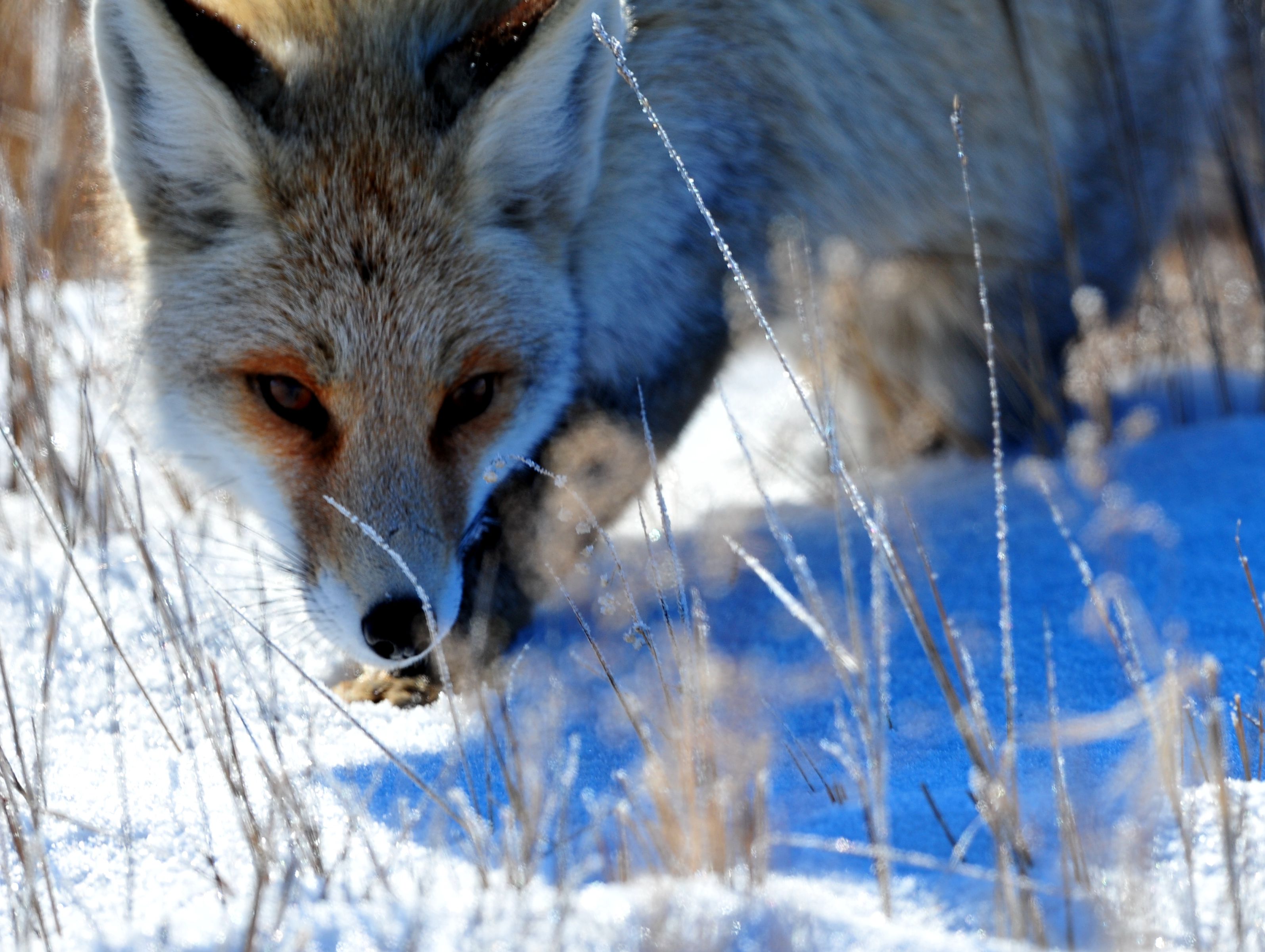 雪山飞狐动物图片图片