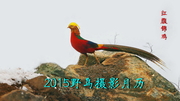 2015野鸟摄影月历 ——（一）