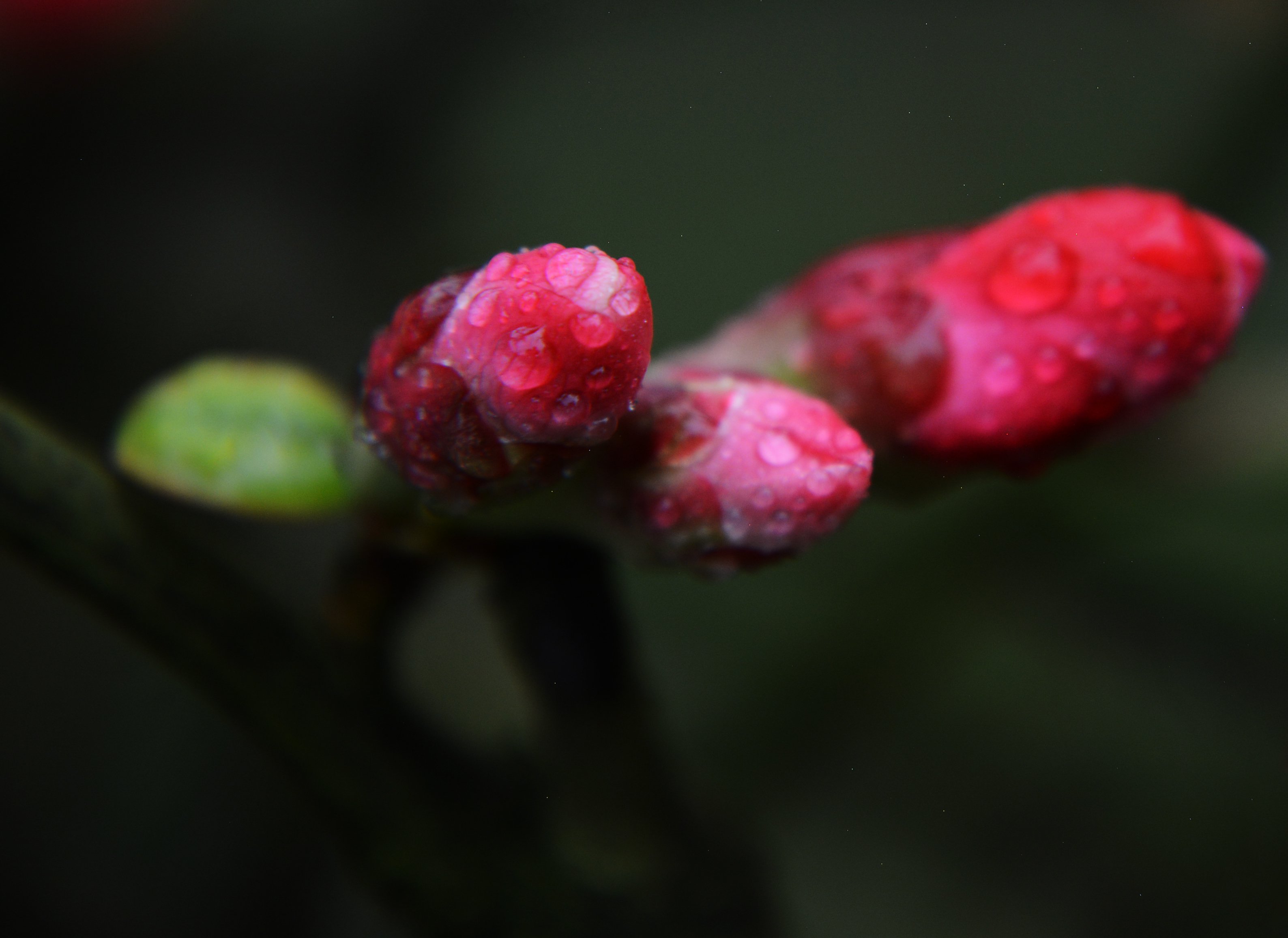 海棠花蕾