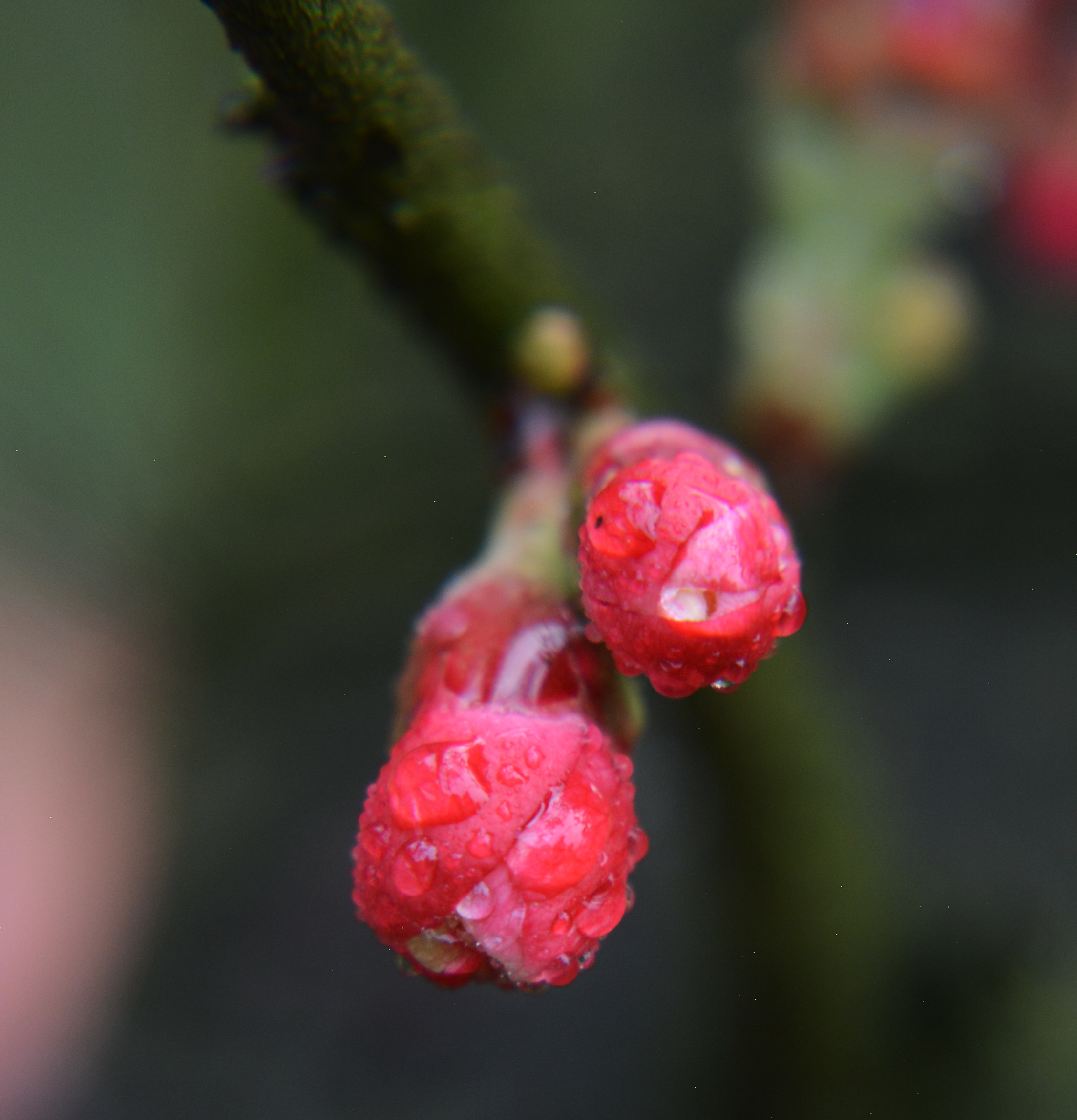 海棠花蕾