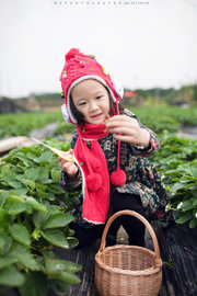 摘草莓的小姑娘。